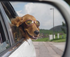 dog in car1.jpg