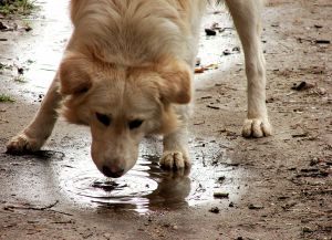 dog-drinking-water-puddle-by-costi.jpg