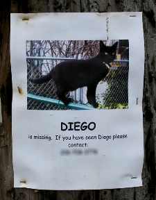 lost-cat-poster-seattle-120510.jpg