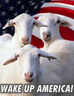 4855461625_sheeple_flag_answer_3_xlarge.jpeg