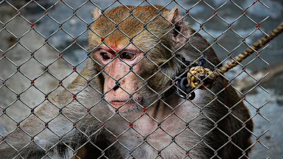 animal-welfare-cruelty-to-animals-help-imprisoned.jpg