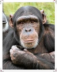 chimp3.jpeg