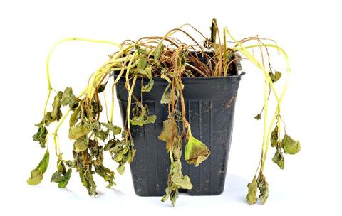 potted-plant-dying.jpg.838x0_q80_large.jpg