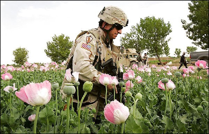 us-soldier-in-opium-field.jpg